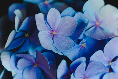 purple-petaled花
